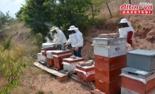 Tokat'ta yayla balı hasadına başlandı