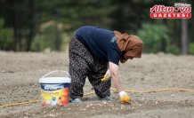 Karabük'te safran soğanı toprakla buluşuyor
