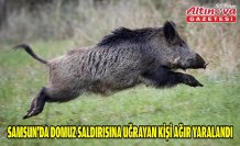 Samsun'da domuz saldırısına uğrayan kişi ağır yaralandı