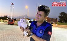 Sinop'ta yaralı peçeli baykuş koruma altına alındı