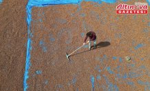 Trabzonlu üreticiler eğimli arazilerinde kurutamadıkları fındıklarını Bayburt'a taşıdı