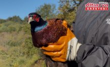 Bartın'da kahverengi kokarcayla mücadele kapsamında 250 sülün doğaya salındı