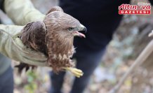 Bayburt'ta bulunan yaralı şahin tedavi altına alındı