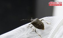 Kahverengi kokarcanın kışlaklarda yok edilmesi biyolojik mücadeleye katkı verebilir