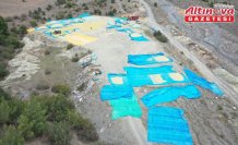 Pirinciyle ünlü Tosya'da çeltikler geleneksel yöntemlerle kurutuluyor