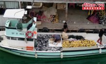 Sinop'ta küçük teknesiyle denize açılan balıkçı bol miktarda palamut avladı