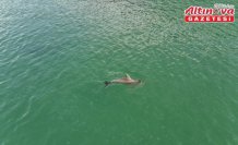 Sinop'ta yunuslar dronla görüntülendi