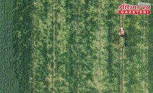 Bafra Ovası'nda karnabahar hasadı başladı