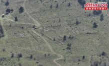 Bolu'da kaybolan 30 küçükbaş hayvan dronla bulundu