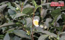 ÇAYMER, bu yıl 50 kilogram çiçek çayı üretti