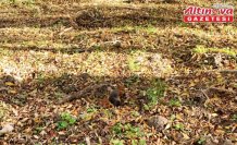 Samsun'da mesire alanındaki sincaplar görüntülendi