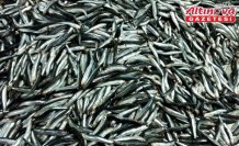 Zonguldak'ta balıkçılar 2,5 ayda 5 bin tonun üzerinde hamsi avladı