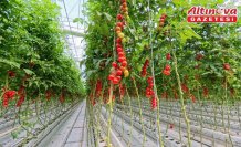 Bafra Sera Organize Tarım Bölgesi'nden 3 ülkeye ihracat yapılıyor