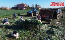 Bafra Ovası'nda pırasa hasadına başlandı