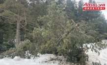 Bolu’da rüzgar ve eriyen kar çam ağaçlarını devirdi