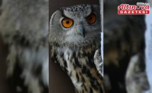 Artvin'de yaralı bulunan puhu tedavisinin ardından doğaya bırakıldı