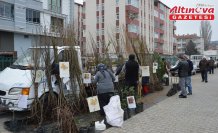 Havza'da meyve ve ağaç fidanları satışa çıktı
