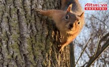 Alaçam'da mesire alanında sincap görüntülendi