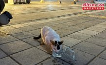 Tokat'ta balkonda mahsur kalan kediyi itfaiye kurtardı