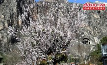 Amasya’da çiçek açan ağaçlar görsel şölen oluşturdu