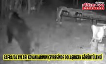 Bafra'da ayı arı kovanlarının çevresinde dolaşırken görüntülendi