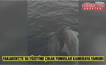 Yakakent'te su yüzeyine çıkan yunuslar kameraya yansıdı