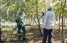 Terme İlçe Tarım ve Orman Müdürlüğü, fındık bahçelerinde bakım ve budama yapıyor