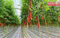 Bafra Sera Organize Tarım Bölgesi'nden 3 ülkeye ihracat yapılıyor