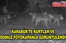 Karabük'te kurtlar ve domuz fotokapanla görüntülendi