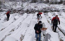 Alaçam'da kar altında çilek hasadı yapıldı