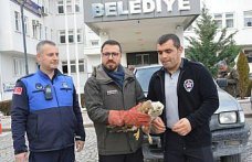 Havza'da yaralı bulunan şahin koruma altına alındı