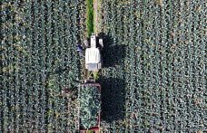 Bafra Ovası'nda brokoli hasadı devam ediyor