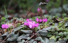 Çorum'da yabani sıklamenler çiçek açtı