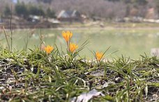 Çorum'da Yeşil Göl'ün çevresi çiğdem ve menekşelerle kaplandı
