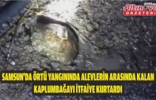 Samsun'da örtü yangınında alevlerin arasında kalan kaplumbağayı itfaiye kurtardı