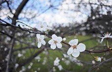 Yakakent'te şubat ayında erik ağaçları çiçek açtı