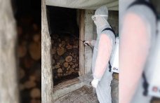 19 Mayıs'ta kahverengi kokarca ile mücadele çalışmaları devam ediyor