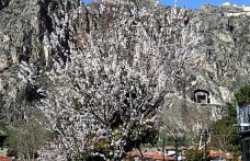 Amasya’da çiçek açan ağaçlar görsel şölen oluşturdu
