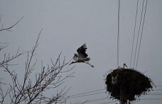 Çorum'da baharın müjdecisi leylekler yuvalarını yeniden şenlendirdi