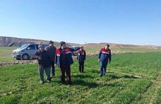 Çorum'da hububat ekili arazide kontrol çalışmaları sürüyor