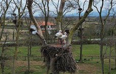 Samsun'da Kızılırmak Deltası'na baharın müjdecisi leylekler gelmeye başladı
