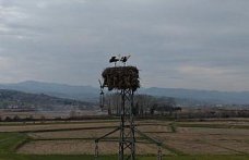 Alaçam'da yüksek gerilim hattına yuva yapan leylekler görüntülendi