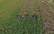 Samsun'un Alaçam ilçesinde “Bedeş turpu“nun hasadı sürüyor