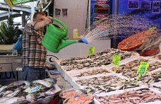 Rize'de istavritin kilogramı 200 liradan satılıyor