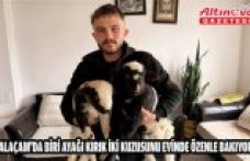 Alaçam'da biri ayağı kırık iki kuzusunu evinde özenle bakıyor