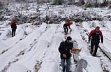 Alaçam'da kar altında çilek hasadı yapıldı