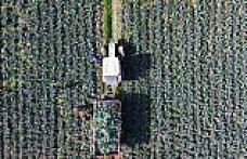 Bafra Ovası'nda brokoli hasadı devam ediyor