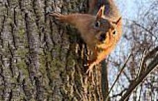 Alaçam'da mesire alanında sincap görüntülendi