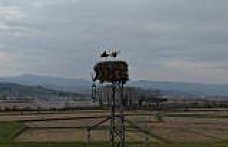 Alaçam'da yüksek gerilim hattına yuva yapan leylekler görüntülendi