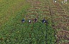 Samsun'un Alaçam ilçesinde “Bedeş turpu“nun hasadı sürüyor